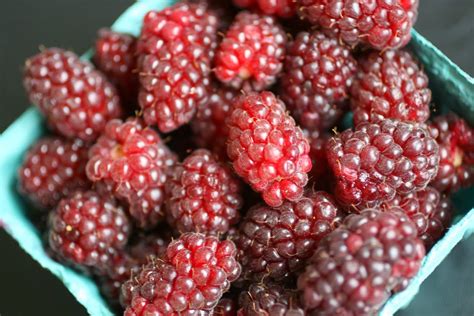 HOW TO GROW TAYBERRIES |The Garden of Eaden