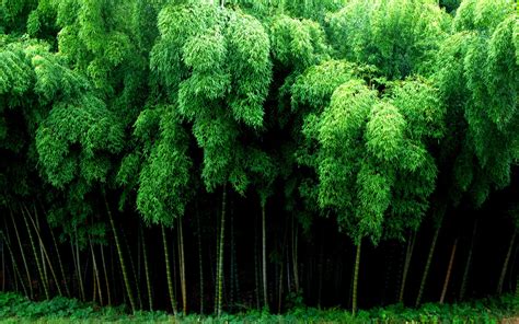 Details more than 63 bamboo forest wallpaper latest - in.cdgdbentre