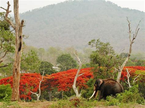 Mudumalai National Park Travel Guide, Places to see, Attractions - Trodly