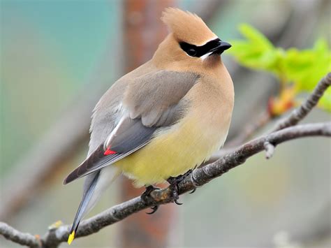 Cedar Waxwing - eBird