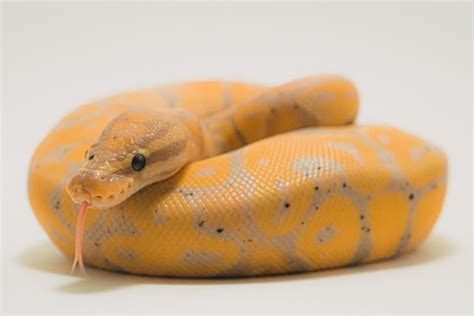 Banana Ball Python Care Sheet for First-Time Owners - Everything Reptiles