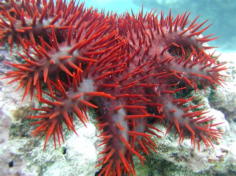 Coral Reefs Destructive Crown of Thorns Starfish - National Park of ...