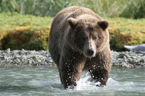 Polling shows 80% support for restoring North Cascades grizzly bears ...