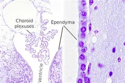 Animal Tissues. Nervous: ependyma. Atlas of Plant and Animal Histology.