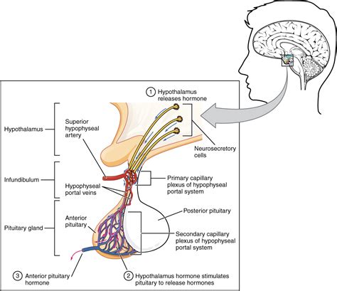 17.3 The Pituitary Gland and Hypothalamus – Douglas College Human ...