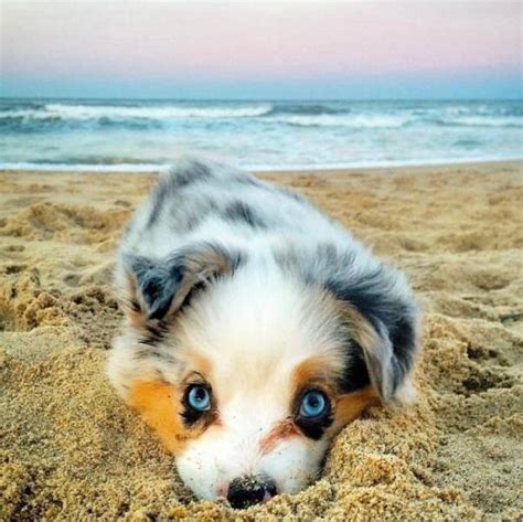 The Cutest Puppy Contest Winners (40 pics)