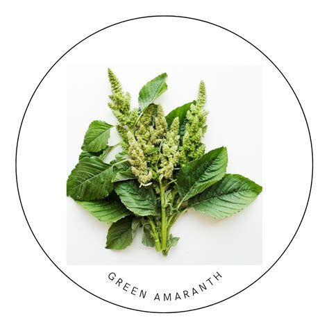 Green Amaranth seeds - Edible Gardens