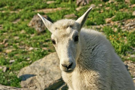 Baby Mountain Goat Photograph by Dangerous Balcony - Pixels