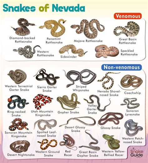 List of Common Venomous and Non-venomous Snakes in Nevada with Pictures