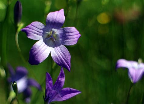 Free Images : nature, blossom, purple, petal, bloom, botany, blue, flora, wild flower ...