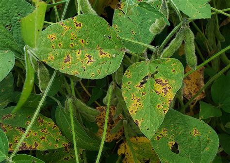 Late Season Soybean Diseases Widespread in Areas of Nebraska | CropWatch | University of ...