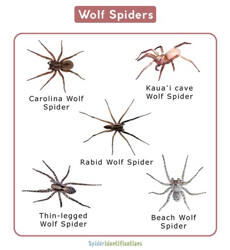 Wolf Spider (Lycosidae) Facts, Identifications & Pictures