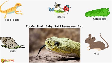 What Do Baby Rattlesnakes Eat? - Feeding Nature