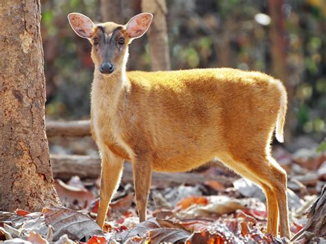 Indian Muntjac mammals at Rajaji National Park | RAJAJI NATIONAL PARK