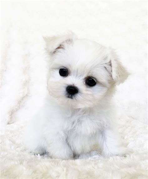 Teacup Maltese Puppy White!! - iHeartTeacups