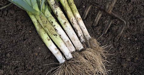 How to Harvest Leeks | Gardener’s Path