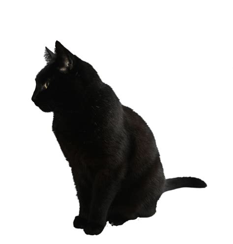 Black Cat Sitting transparent PNG - StickPNG | Black cat, Cats, Cat sitting