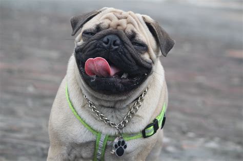 10 Outstanding Pug Dog Names for Your Sweet Pooch - DogVills