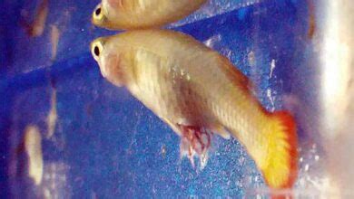 Exophthalmia In Fish: Pop eye disease – causes, treatment and prevention - Aquarium Tips