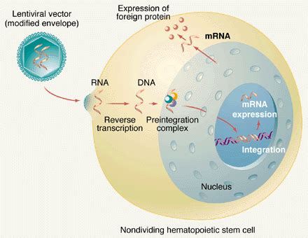 Lentiviral Vectors--the Promise of Gene Therapy Within Reach? | Science