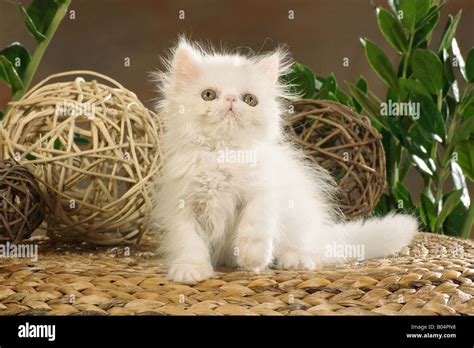 Persian kitten - sitting on basket Stock Photo - Alamy