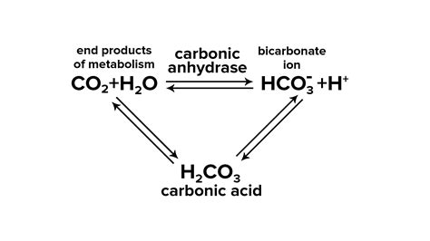 Carbonic anhydrase is found in: