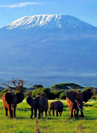 elephants-amboseli-national-park – Big Time Safaris