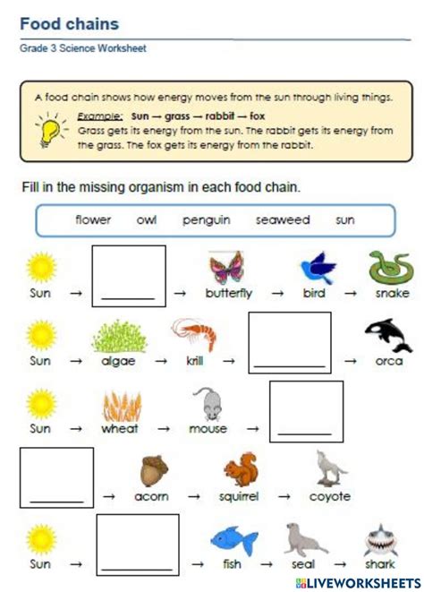 Food Chain free worksheet | 2nd grade math worksheets, Worksheets free ...