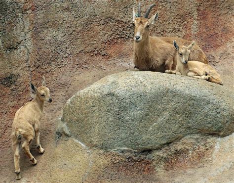 Nubian Ibex stock photo. Image of brown, baby, goat, animal - 75685012