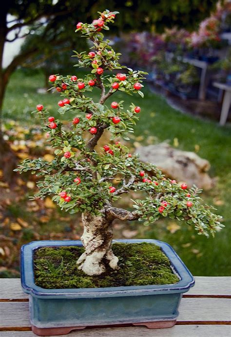 Cotoneaster Collection de bonsai et penjing