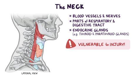 Anatomy clinical correlates: Viscera of the neck | Osmosis