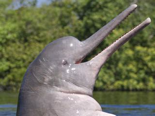 Ganges River Dolphin | Freshwater Dolphin | Species | WWF