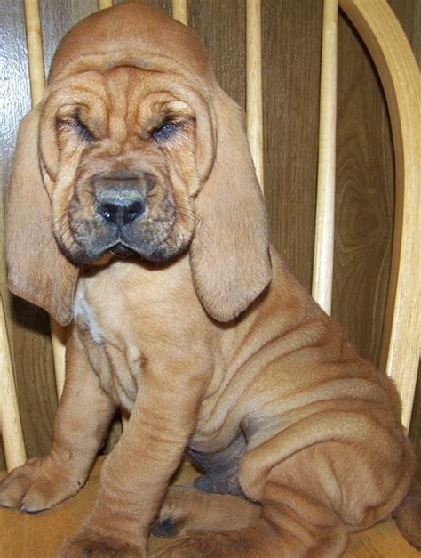 Bloodhound Puppy | Bloodhound Puppies | Bloodhound for sale