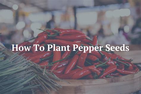 How To Plant Pepper Seeds