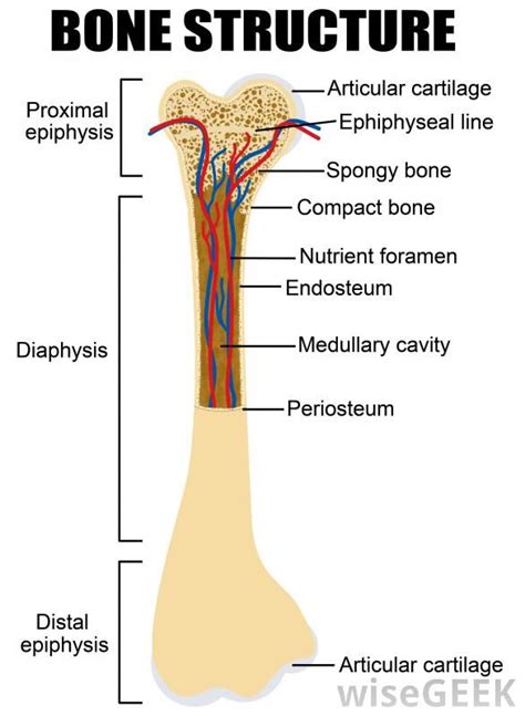 bone-structure-with-cartilage-labeled.jpg 586×800 pixels | Human anatomy and physiology, Human ...