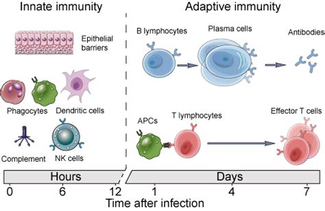 Innate and Adaptive Immune Mechanisms - Creative Diagnostics