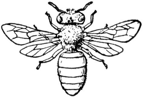 Honey Bee | ClipArt ETC