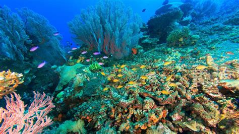 Bali Menjangan Snorkeling