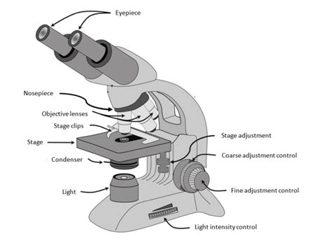 Bright Field Microscopy - Conduct Science