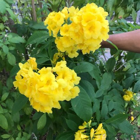 Tecoma stans / Golden Bells, Yellow Bells, Yellow Bignonia, Trumpet Tree, Ramat Emas, Yellow ...