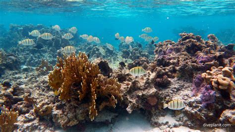 Rarotonga Diving Resorts & Liveaboards | Diving Rarotonga