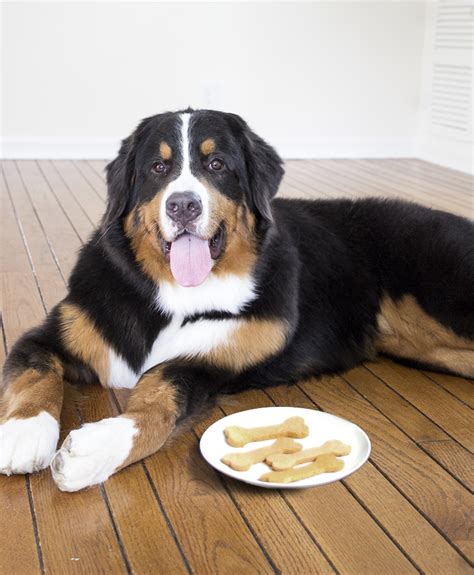 Grain-Free Dog Treats DIY - Room For Tuesday