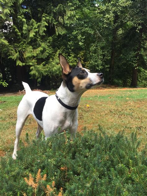 My jack Russell rat terrier mix being majestic : jackrussellterrier