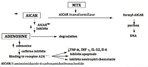 Schematic illustration of methotrexate action | Download Scientific Diagram