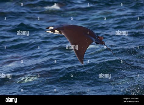 Munk's mobula ray / devilray (Mobula munkiana) leaping out of the water ...