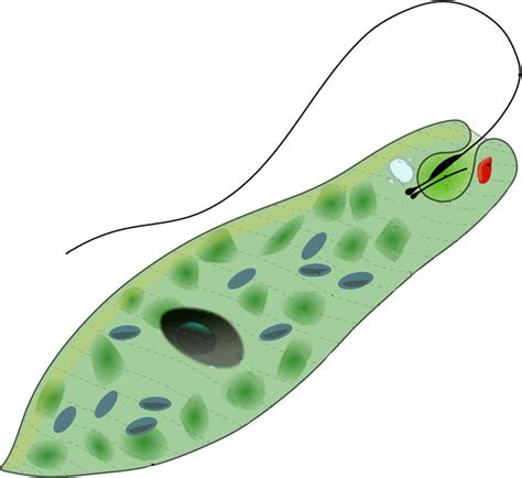 Protists: Biology - (Characteristics + Groups + Facts) - Science4Fun