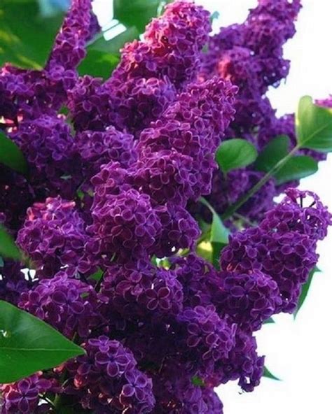 25 Dark Purple Lilac Seeds Tree Fragrant Hardy Perennial Flower Shrub ...