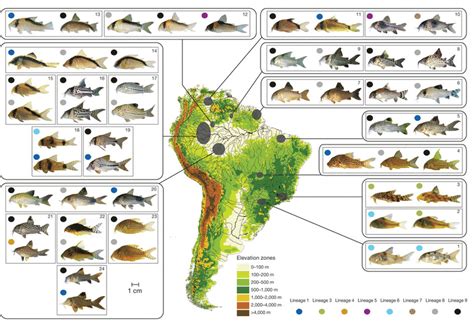 Corydoradinae Lineages on Corydoras.Zone