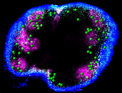 Deciphering the Transformation of B Cells Into Memory Cells | Immunology