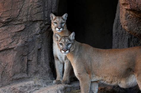 Photos: Animals at the Arizona Sonora Desert Museum | Entertainment | tucson.com